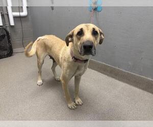 German Shepherd Dog-Unknown Mix Dogs for adoption in Las Vegas, NV, USA