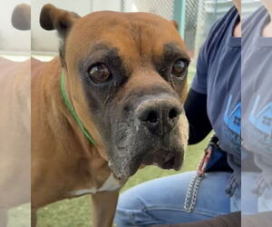 Boxer Dogs for adoption in Stanwood, WA, USA