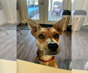 Australian Kelpie-Basenji Mix Dogs for adoption in San Francisco, CA, USA