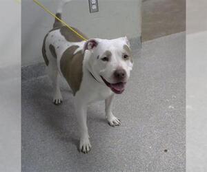 American Pit Bull Terrier-Unknown Mix Dogs for adoption in Pasadena, TX, USA