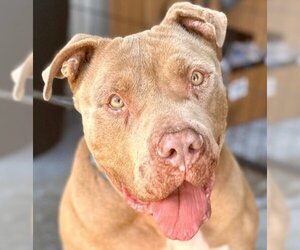 American Staffordshire Terrier-Unknown Mix Dogs for adoption in Lake Forest, CA, USA