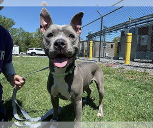American Pit Bull Terrier-Unknown Mix Dogs for adoption in Millersville, MD, USA