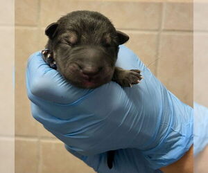 German Shepherd Dog Dogs for adoption in San Bernardino, CA, USA