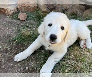 Akbash-Great Pyrenees Mix Dogs for adoption in Denver , CO, USA