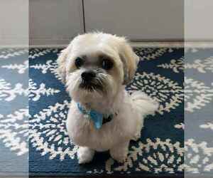 Shih Tzu Dogs for adoption in Spring Lake, NJ, USA