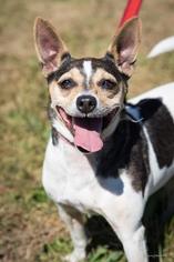 Rat Terrier Dogs for adoption in Woodstock, IL, USA