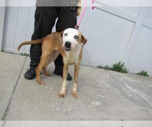 Sheprador Dogs for adoption in Louisville, KY, USA