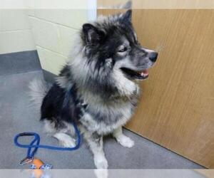 Alaskan Malamute Dogs for adoption in Forestville, MD, USA