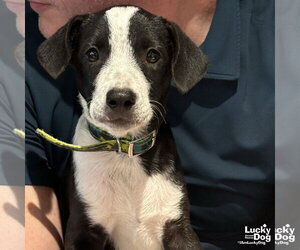 Labrador Retriever-Unknown Mix Dogs for adoption in Washington, DC, USA