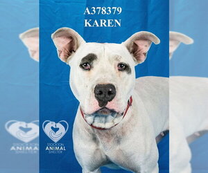 Staffordshire Bull Terrier-Unknown Mix Dogs for adoption in Stockton, CA, USA