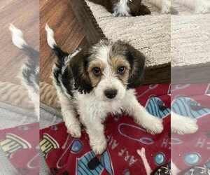 Beagle-Cockapoo Mix Dogs for adoption in Las Vegas, NV, USA