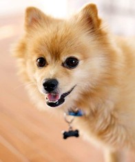 Pomeranian Dogs for adoption in Kennesaw, GA, USA