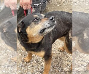 Rottweiler-Unknown Mix Dogs for adoption in Chama, NM, USA