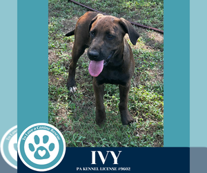 Catahoula Leopard Dog-Labrador Retriever Mix Dogs for adoption in Kimberton, PA, USA