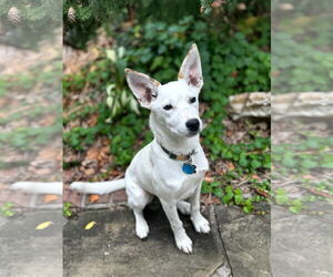 Mutt Dogs for adoption in Minneapolis, MN, USA