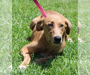 Retriever -Unknown Mix Dogs for adoption in Prattville, AL, USA