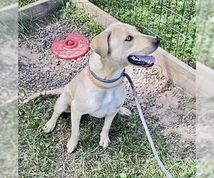 Labrador Retriever Dogs for adoption in Park Falls, WI, USA