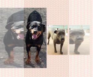 Rottweiler Dogs for adoption in Alta Loma, CA, USA