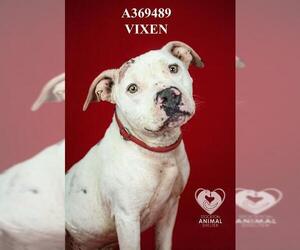 Mutt Dogs for adoption in Stockton, CA, USA