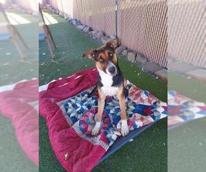 German Shepherd Dog-Unknown Mix Dogs for adoption in Chula Vista, CA, USA