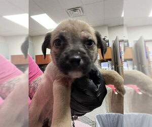 Cairn Terrier-Unknown Mix Dogs for adoption in Pasadena, TX, USA
