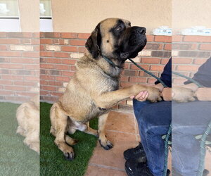 Mutt Dogs for adoption in Goodyear, AZ, USA