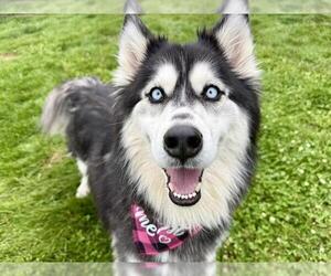 Siberian Husky Dogs for adoption in Pueblo, CO, USA