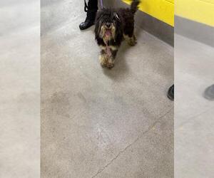 Poodle (Miniature)-Unknown Mix Dogs for adoption in Forestville, MD, USA