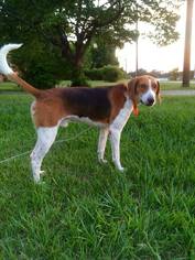 English Foxhound Dogs for adoption in Perry, GA, USA