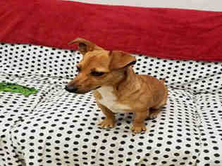 Chiweenie Dogs for adoption in Lacombe, LA, USA