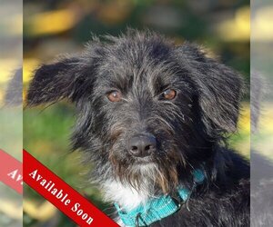 Mutt Dogs for adoption in Huntley, IL, USA