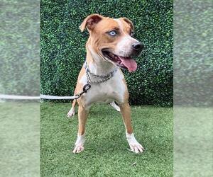 Catahoula Leopard Dog-Unknown Mix Dogs for adoption in Naples, FL, USA