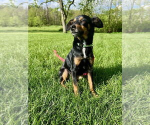 Mutt Dogs for adoption in Springdale, PA, USA