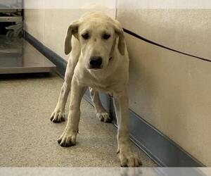 Labrador Retriever-Unknown Mix Dogs for adoption in Visalia, CA, USA