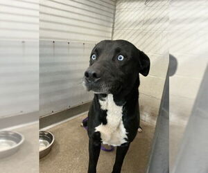 Labrador Retriever-Unknown Mix Dogs for adoption in San Bernardino, CA, USA