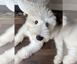 Sheepadoodle Dogs for adoption in Valrico, FL, USA