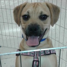 Puggle Dogs for adoption in Commerce, GA, USA