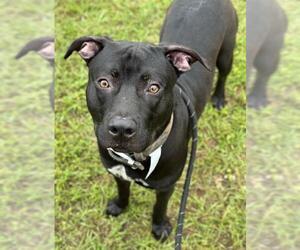 American Staffordshire Terrier Dogs for adoption in Fort Lauderdale, FL, USA
