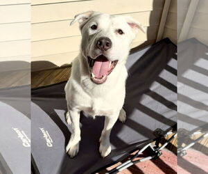 Siberian Husky-Unknown Mix Dogs for adoption in Holly Springs, NC, USA