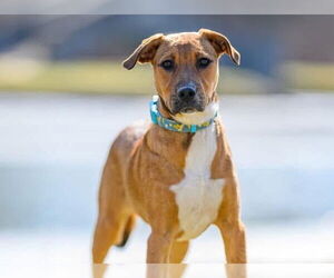 Mutt Dogs for adoption in Germantown, OH, USA