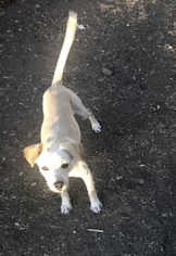 Boston Huahua Dogs for adoption in Orange, CA, USA