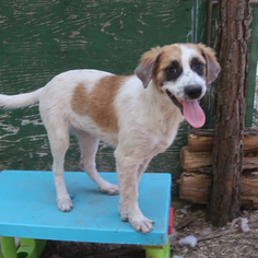 Labrador Retriever-Unknown Mix Dogs for adoption in Eureka Springs, AR, USA