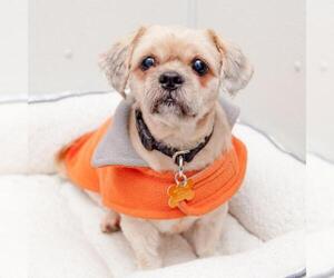 Shinese Dogs for adoption in New York City, NY, USA