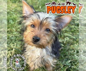 Mutt Dogs for adoption in Omaha, NE, USA