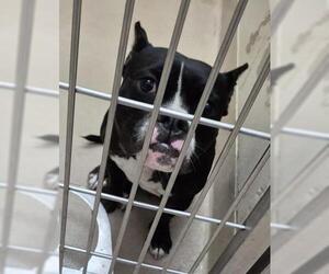 Mutt Dogs for adoption in Decatur, IL, USA