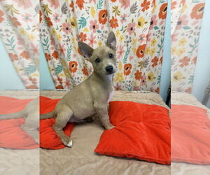 Red Heeler-Unknown Mix Dogs for adoption in Chico, CA, USA