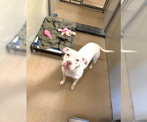 Mutt Dogs for adoption in Santa Maria, CA, USA