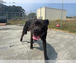 American Pit Bull Terrier Dogs for adoption in McKinleyville, CA, USA