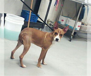 Mutt Dogs for adoption in Fayetteville, NC, USA