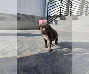 Australian Shepherd-Unknown Mix Dogs for adoption in MIDWAY, UT, USA